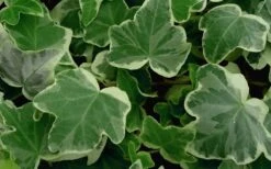 Anne Marie White Variegated Ivy (Hedera Helix) - 10 Count Flat Of Pint Pots -Cheap Plants Store Ivy Anne Marie 50 2