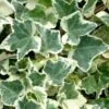 Anne Marie White Variegated Ivy (Hedera Helix) - 5 Pack Of Pint Pots -Cheap Plants Store Ivy Anne Marie 500x750 1