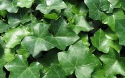 English Ivy (Hedera Helix) - 72 Pack Of 3.5" Pots -Cheap Plants Store Ivy English 1