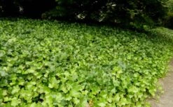 English Ivy (Hedera Helix) - 36 Pack Of 3.5" Pots -Cheap Plants Store Ivy English 2
