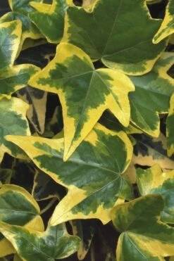 Gold Child Ivy (Hedera Helix) - 6 Pack Of Pint Pots -Cheap Plants Store Ivy Gold Child 1