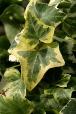 Gold Child Ivy (Hedera Helix) - 10 Pack Of Pint Pots -Cheap Plants Store Ivy Gold Child 3 1