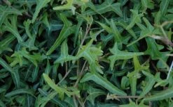 Needlepoint Ivy (Hedera Helix) - 8 Pack Of 2.5" Pots -Cheap Plants Store Ivy Needlepoint 50 1