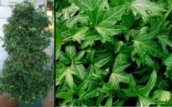 Needlepoint Ivy (Hedera Helix) - 10 Pack Of 4" Pots -Cheap Plants Store Ivy Needlepoint Combo