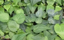 Teardrop Ivy (Hedera Helix) - 10 Pack Of Pint Pots 9 Teardrop Ivy (Hedera Helix) - 10 Pack Of Pint Pots -Cheap Plants Store Ivy Tear Drop