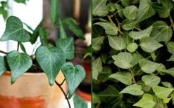 Teardrop Ivy (Hedera Helix) - 10 Pack Of Pint Pots 8 Teardrop Ivy (Hedera Helix) - 10 Pack Of Pint Pots -Cheap Plants Store Ivy Tear Drop Combo
