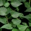Teardrop Ivy (Hedera Helix) - 10 Pack Of Pint Pots 2 Teardrop Ivy (Hedera Helix) - 10 Pack Of Pint Pots -Cheap Plants Store Ivy Teardrop 500x750 2