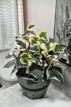 Variegated Algerian Ivy (Hedera Algeriensis 'Gloire De Marengo') - 5 Pack Of Pint Pots -Cheap Plants Store Ivy Variegated Algerian 5