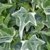 Variegated Needlepoint Ivy (Hedera Helix) - 10 Pack Of Pint Pots 1 Variegated Needlepoint Ivy (Hedera Helix) - 10 Pack Of Pint Pots -Cheap Plants Store Ivy Variegated Needlepoint