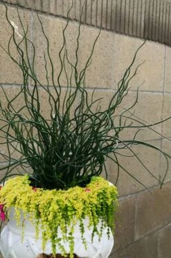 Big Twister Giant Corkscrew Rush (Juncus Effusus) - 5 Pack Of Quart Pots -Cheap Plants Store Juncus Big Twister 12