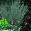 Blue Arrows Rush (Juncus Inflexus) - 8 Pack Of 1 Gallon Pots -Cheap Plants Store Juncus Blue Arrows 10