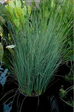 Blue Arrows Rush (Juncus Inflexus) - 8 Pack Of 1 Gallon Pots -Cheap Plants Store Juncus Blue Arrows 11