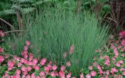 Blue Arrows Rush (Juncus Inflexus) - 1 Gallon Pot -Cheap Plants Store Juncus Blue Arrows 12 3