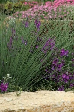 Blue Arrows Rush (Juncus Inflexus) - 8 Pack Of 1 Gallon Pots -Cheap Plants Store Juncus Blue Arrows 500x750 1
