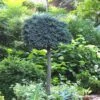 Blue Star Juniper Tree (Single Trunk Topiary) - 2 Gallon Pot -Cheap Plants Store Juniper Blue Star Standard Topiary 1