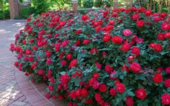 Red Double Knock Out Rose - 3 Gallon Pot 11 Red Double Knock Out Rose - 3 Gallon Pot -Cheap Plants Store Knock Out Rose Double Red 7 1