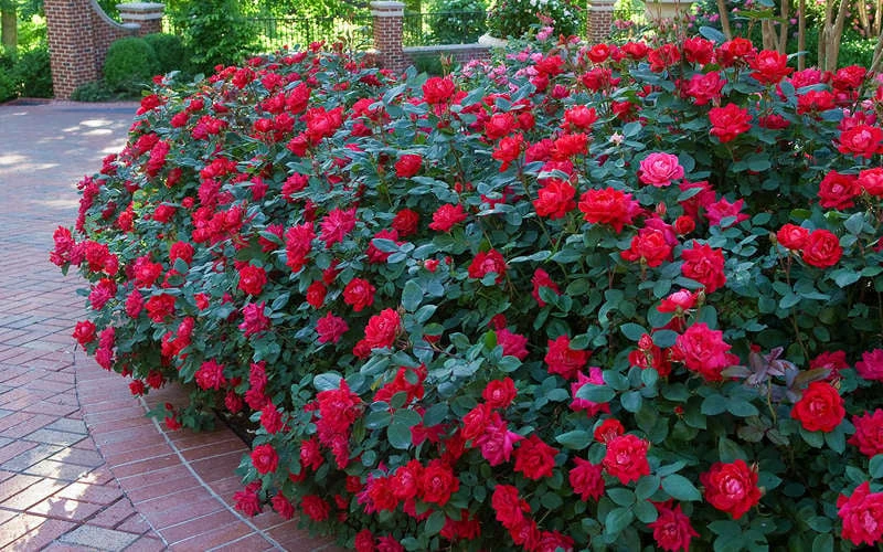 Red Double Knock Out Rose - 3 Gallon Pot 6 Red Double Knock Out Rose - 3 Gallon Pot - Image 4