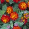 Cosmic Firestorm Lantana - 1 Gallon Pot -Cheap Plants Store Lantana Cosmic Firestorm 1