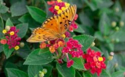 Cosmic Firestorm Lantana - 1 Gallon Pot -Cheap Plants Store Lantana Cosmic Firestorm 2