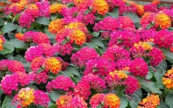 Little Lucky Hot Pink Lantana - 1 Gallon Pot -Cheap Plants Store Lantana Little Lucky Hot Pink3