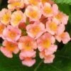 Little Lucky Peach Glow Lantana - 5 Pack Of Quart Pots -Cheap Plants Store Lantana Little Lucky Peach Glow 500x750 1