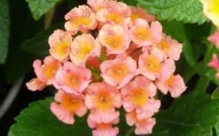 Little Lucky Peach Glow Lantana - 5 Pack Of Quart Pots -Cheap Plants Store Lantana Little Lucky Peach Glow Flower Closeup