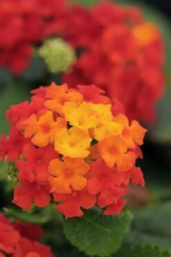 Cosmic Firestorm Lantana - 1 Gallon Pot -Cheap Plants Store Lantana Little Lucky Red 500x750 1