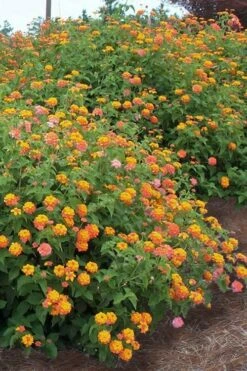Miss Huff Hardy Lantana - 6 Pack Of 1 Gallon Pots -Cheap Plants Store Lantana Miss Huff 14