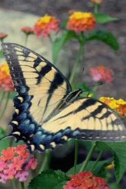 Miss Huff Hardy Lantana - 5 Pack Of Quart Pots -Cheap Plants Store Lantana Miss Huff 16 2