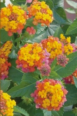 Miss Huff Hardy Lantana - 6 Pack Of 1 Gallon Pots -Cheap Plants Store Lantana Miss Huff 50 1