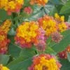 Miss Huff Hardy Lantana - 5 Pack Of Pint Pots 1 Miss Huff Hardy Lantana - 5 Pack Of Pint Pots -Cheap Plants Store Lantana Miss Huff 50 2