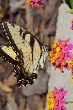 Sonset Hardy Lantana - 5 Pack Of Quart Pots -Cheap Plants Store Lantana Sonset 25