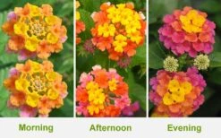 Sonset Hardy Lantana - 1 Gallon Pot -Cheap Plants Store Lantana Sonset 26 1