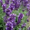 Hidcote Blue English Lavender - 5 Pack Of Quart Pots -Cheap Plants Store Lavender Hidcote 2