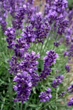 Hidcote Blue English Lavender - 5 Pack Of Quart Pots