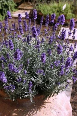Hidcote Blue English Lavender - 5 Pack Of Quart Pots -Cheap Plants Store Lavender Hidcote 3