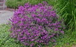 Otto Quast Spanish Lavender - 1 Gallon Pot -Cheap Plants Store Lavender Otto Quast 21 1