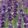 Phenomenal Lavender - 5 Pack Of Quart Pots -Cheap Plants Store Lavender Phenomenal 10 1
