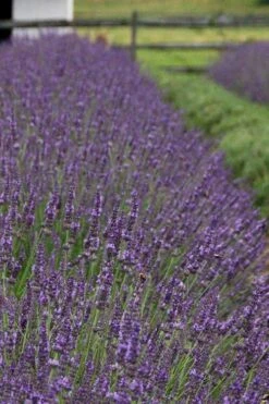 Phenomenal Lavender - 5 Pack Of Quart Pots -Cheap Plants Store Lavender Phenomenal 11 1