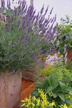Phenomenal Lavender - 1 Gallon Pot -Cheap Plants Store Lavender Phenomenal 12