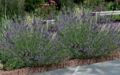 Phenomenal Lavender - 5 Pack Of Quart Pots -Cheap Plants Store Lavender Phenomenal 13 1