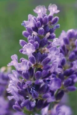 SuperBlue English Lavender - 1 Gallon Pot 10 SuperBlue English Lavender - 1 Gallon Pot -Cheap Plants Store Lavender Super Blue 1