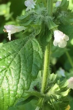Lemon Balm Plant - 1 Gallon Pot 11 Lemon Balm Plant - 1 Gallon Pot -Cheap Plants Store Lemon Balm Plant 1