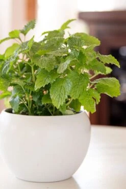 Lemon Balm Plant - 1 Gallon Pot 10 Lemon Balm Plant - 1 Gallon Pot -Cheap Plants Store Lemon Balm Plant 2