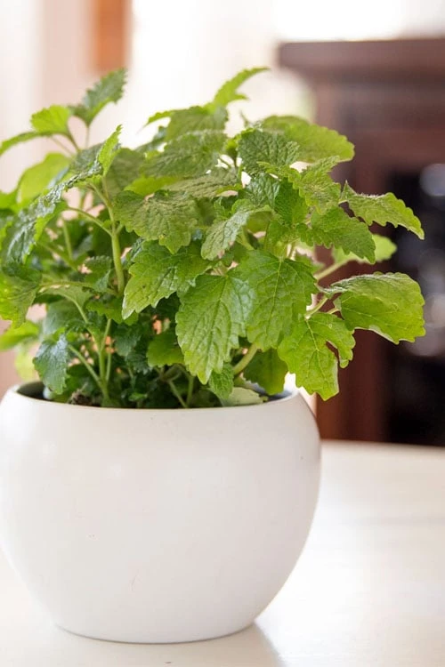 Lemon Balm Plant - 1 Gallon Pot 6 Lemon Balm Plant - 1 Gallon Pot - Image 4