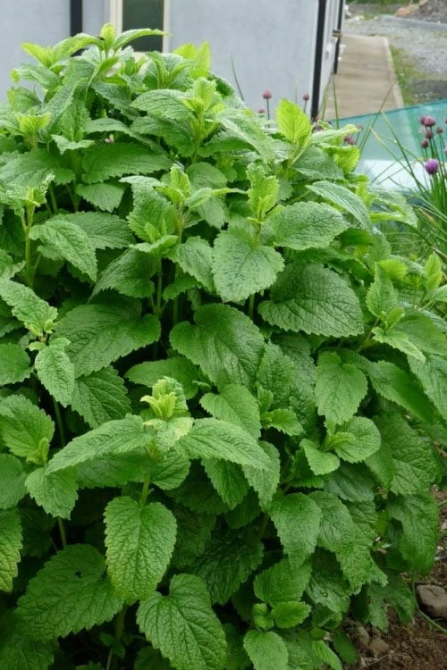 Lemon Balm Plant - 1 Gallon Pot 3 Lemon Balm Plant - 1 Gallon Pot