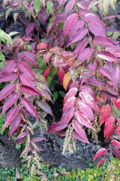 Rainbow Leucothoe (Drooping Fetterbush) - Leucothoe Fontanesiana - 1 Gallon Pot -Cheap Plants Store Leucothoe Rainbow 1