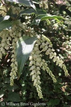 Rainbow Leucothoe (Drooping Fetterbush) - Leucothoe Fontanesiana - 1 Gallon Pot -Cheap Plants Store Leucothoe Rainbow 3