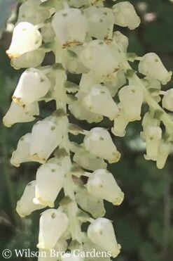 Rainbow Leucothoe (Drooping Fetterbush) - Leucothoe Fontanesiana - 1 Gallon Pot -Cheap Plants Store Leucothoe Rainbow 5