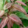 Rainbow Leucothoe (Drooping Fetterbush) - Leucothoe Fontanesiana - 1 Gallon Pot -Cheap Plants Store Leucothoe Rainbow 6